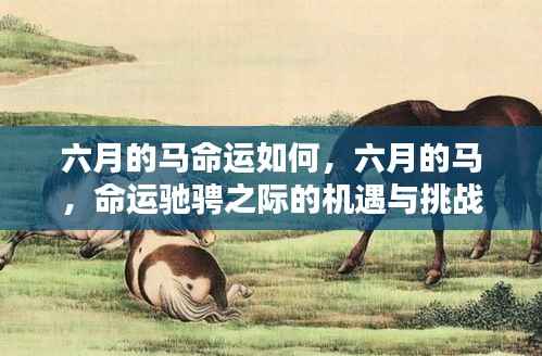 六月的马，命运驰骋之际的机遇与挑战与解析
