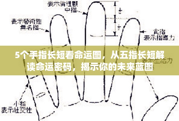 五指长短解读命运之谜，揭示未来蓝图与命运密码的奥秘