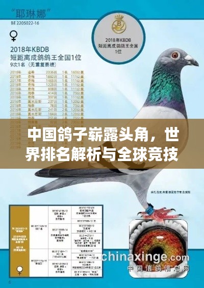 中国鸽子崭露头角，世界排名解析与全球竞技实力展示